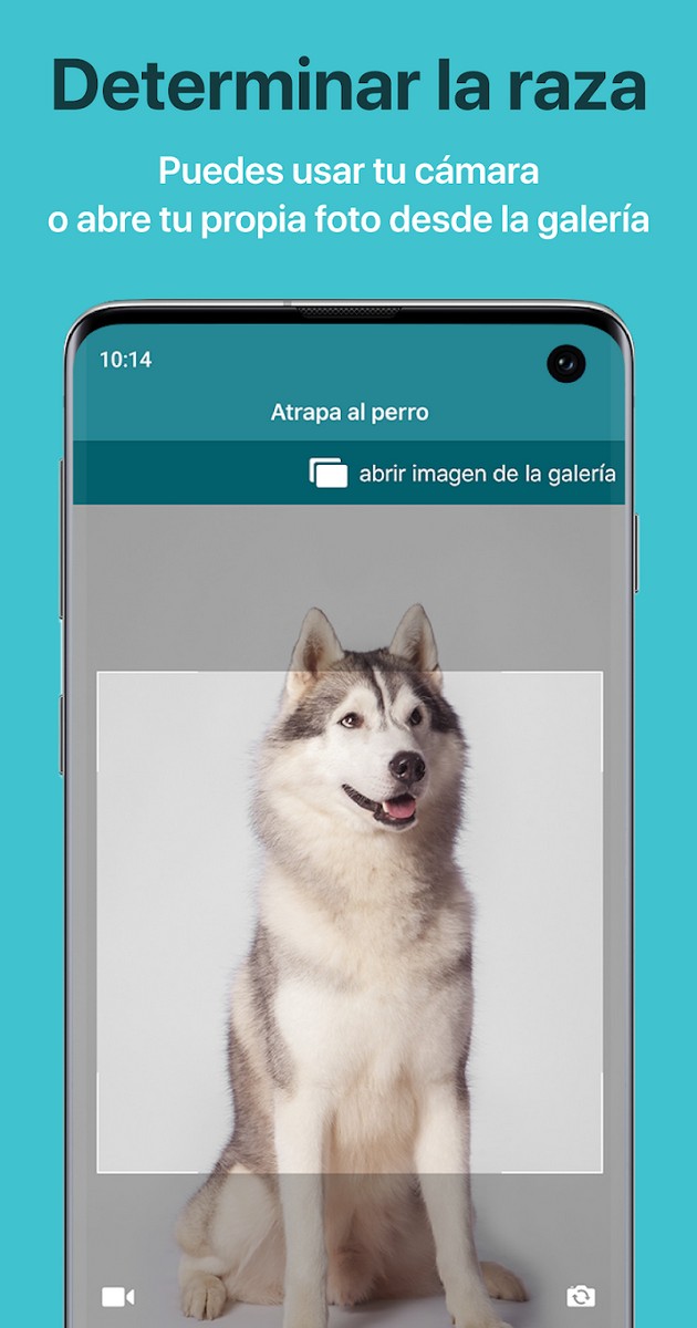 Dog Scanner screenshot 1